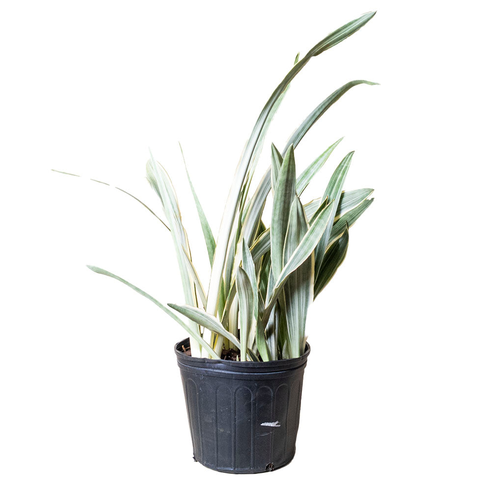 Sansevieria Plant