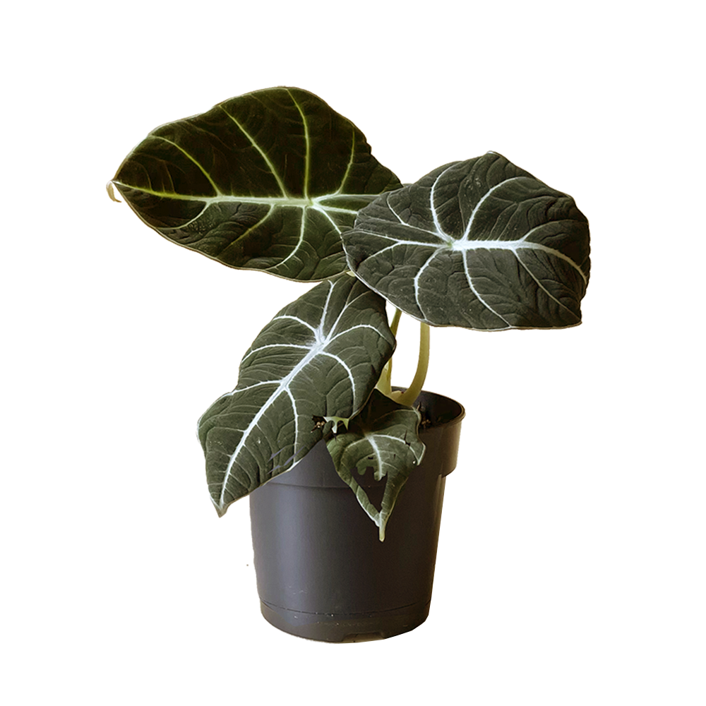 Black Velvet Alocasia