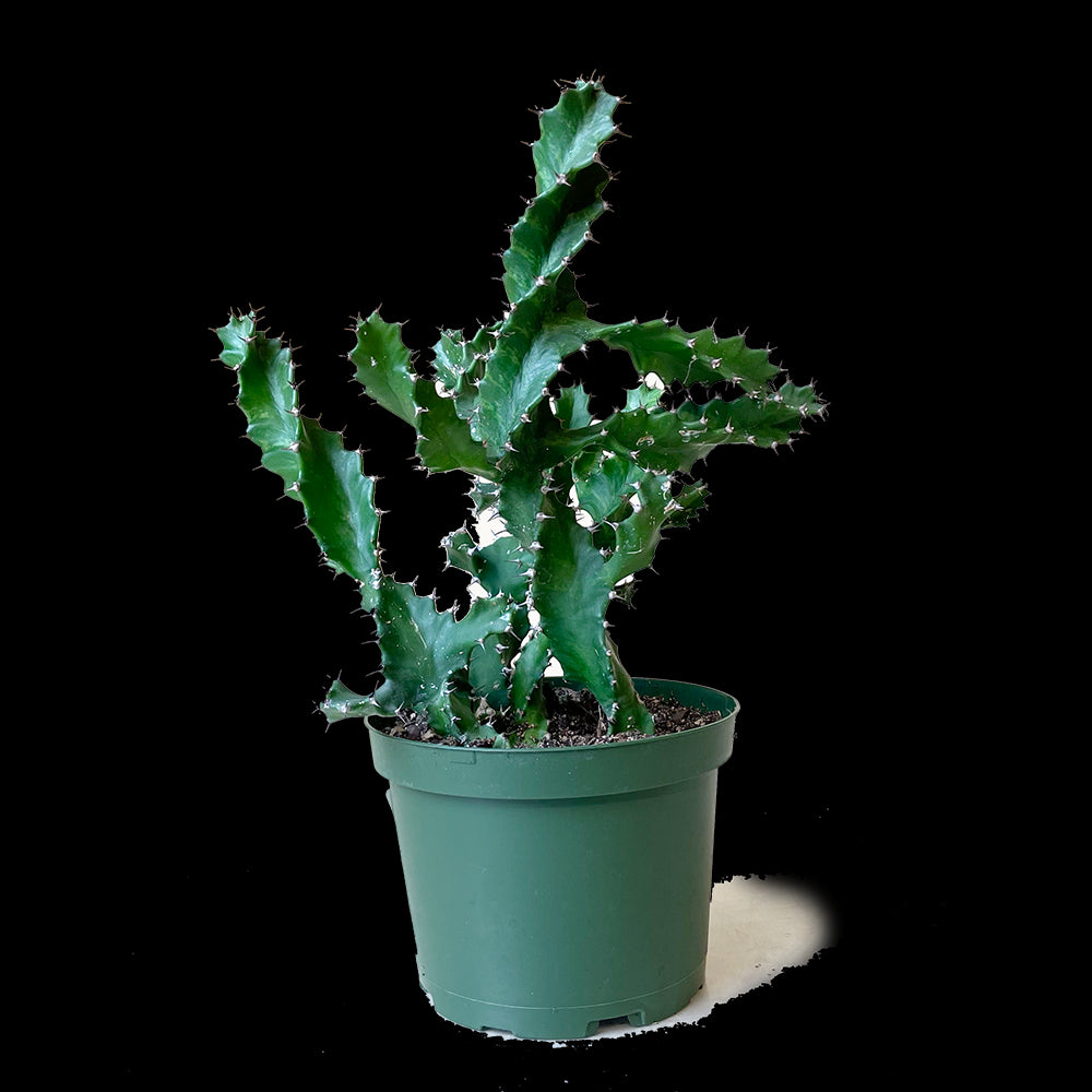 Hoya Carnosa 4 Inch Pot